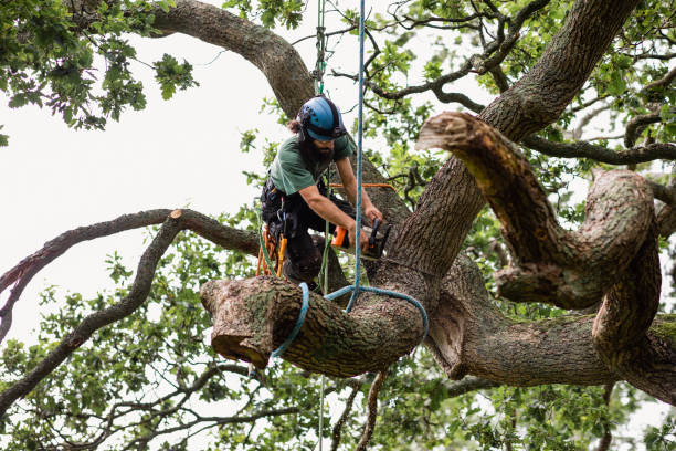 Best Residential Tree Removal  in Center Moriches, NY